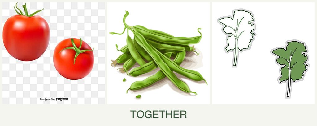 Can you plant tomatoes, beans and kale together?