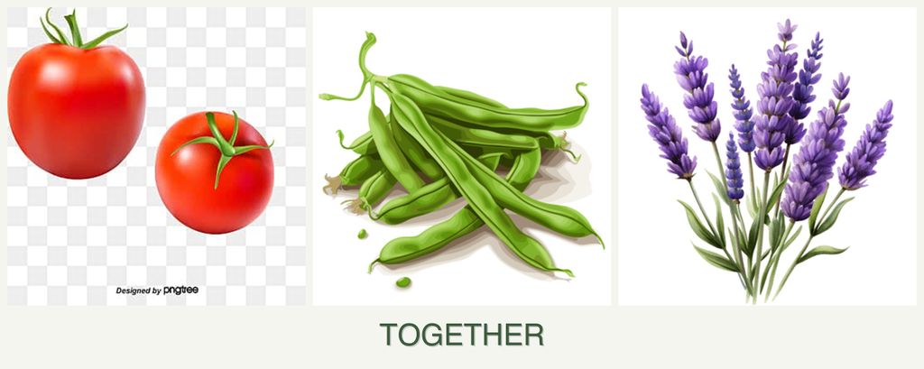 Can you plant tomatoes, beans and lavender together?