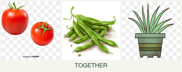 Can you plant tomatoes, beans and lemongrass together?