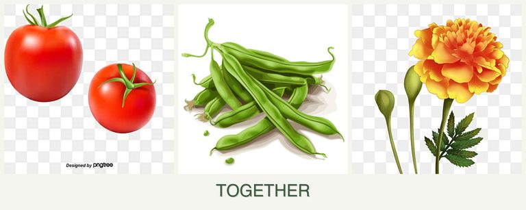 Can you plant tomatoes, beans and marigolds together?