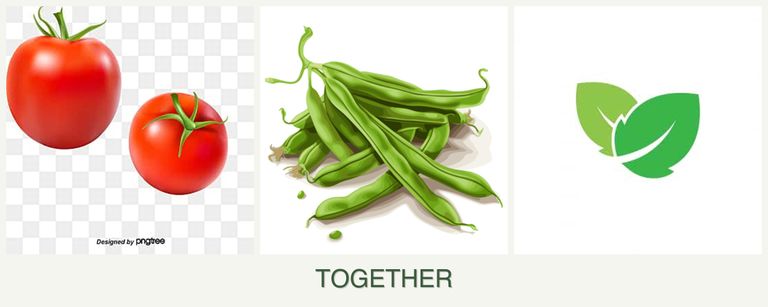 Can you plant tomatoes, beans and mint together?