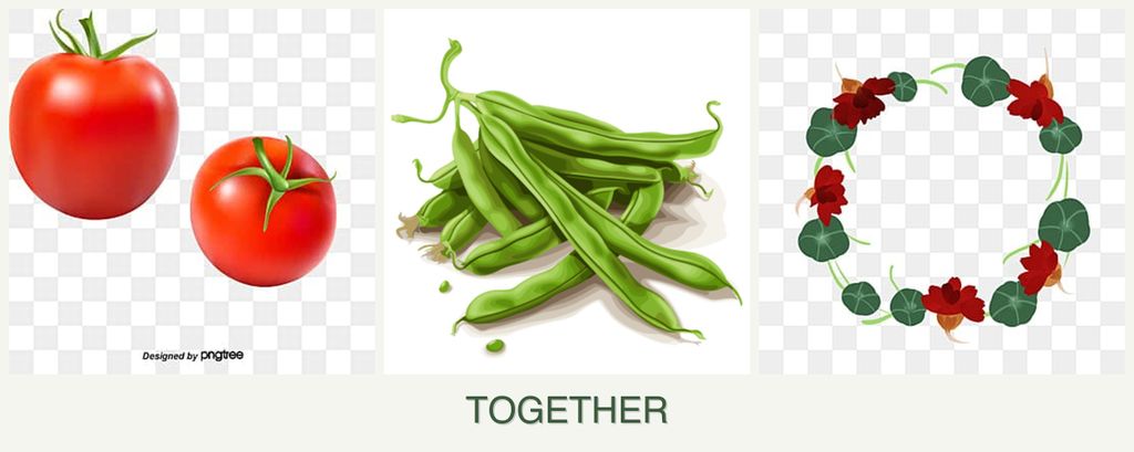Can you plant tomatoes, beans and nasturtiums together?