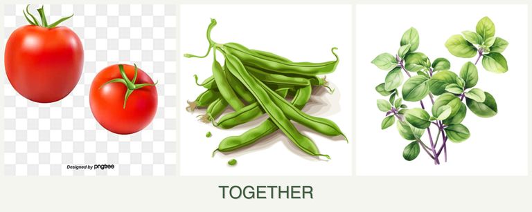 Can you plant tomatoes, beans and oregano together?