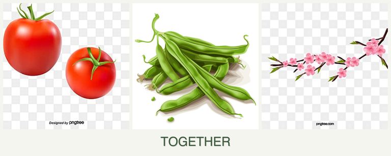 Can you plant tomatoes, beans and peaches together?