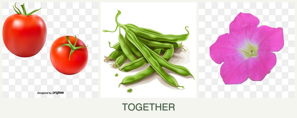 Can you plant tomatoes, beans and petunias together?