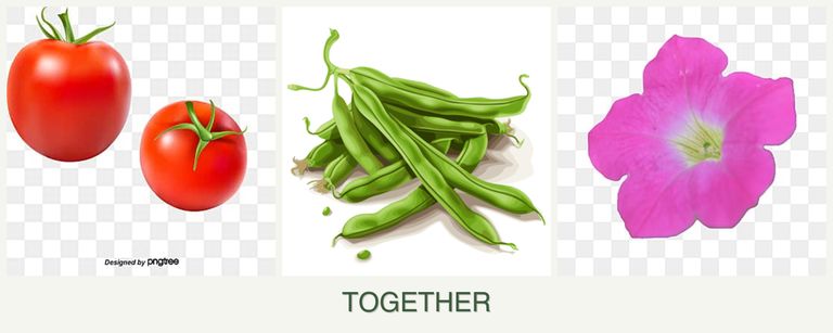 Can you plant tomatoes, beans and petunias together?
