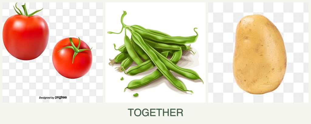 Can you plant tomatoes, beans and potatoes together?