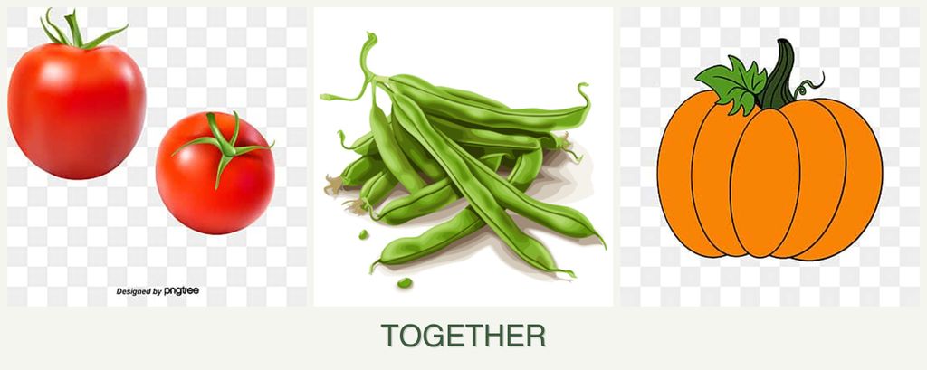Can you plant tomatoes, beans and pumpkin together?