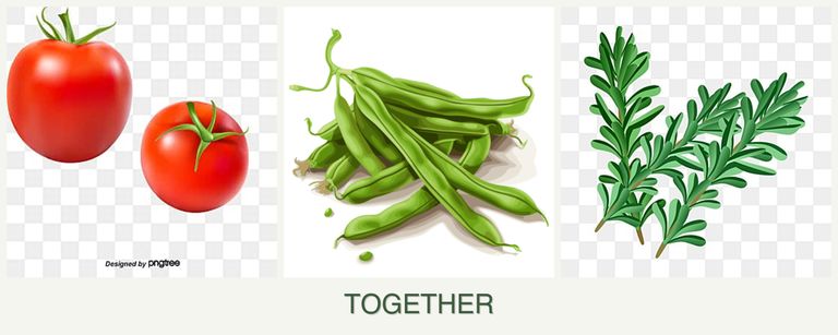 Can you plant tomatoes, beans and rosemary together?