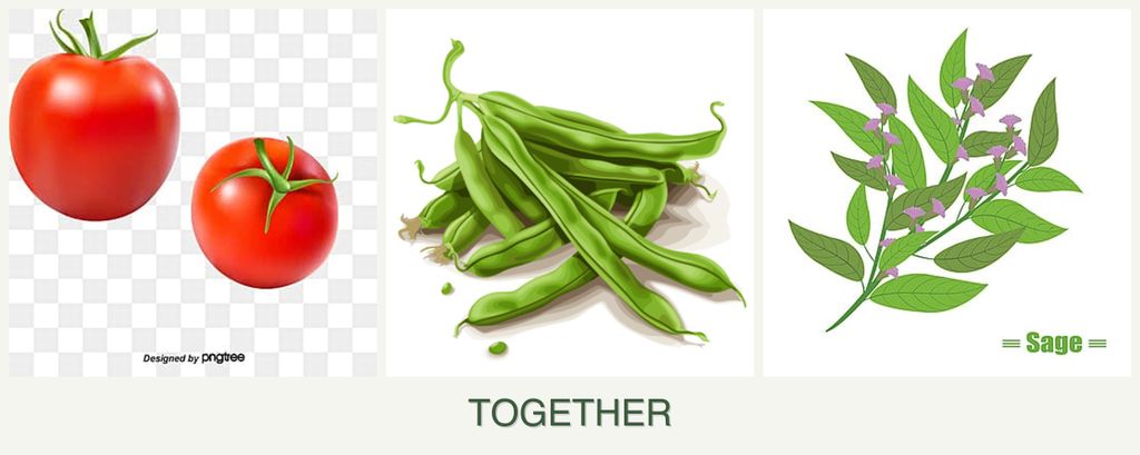 Can you plant tomatoes, beans and sage together?