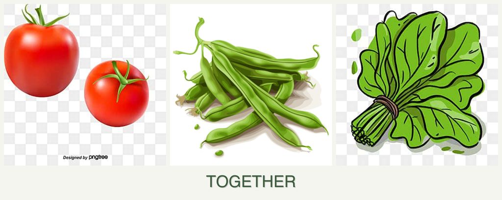 Can you plant tomatoes, beans and spinach together?