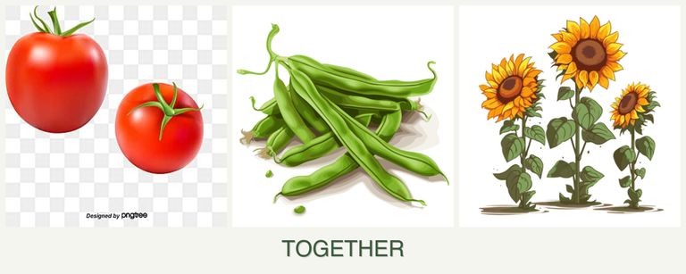 Can you plant tomatoes, beans and sunflowers together?