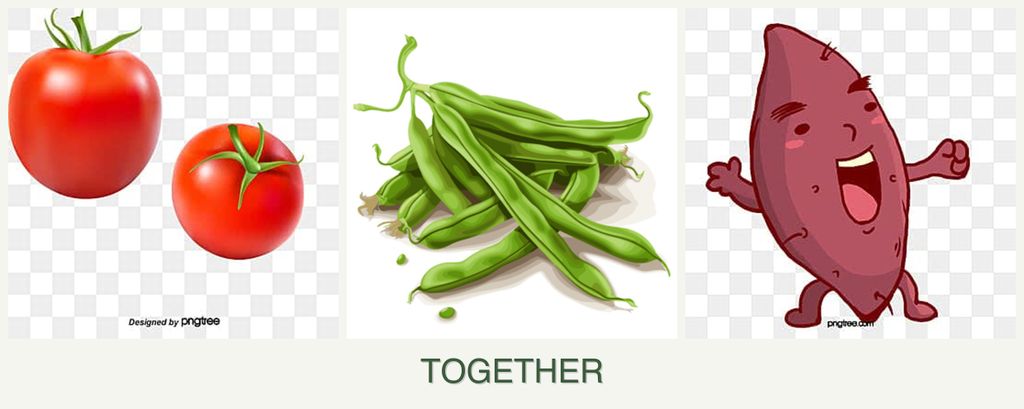 Can you plant tomatoes, beans and sweet potatoes together?