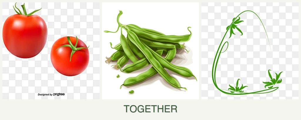 Can you plant tomatoes, beans and tarragon together?