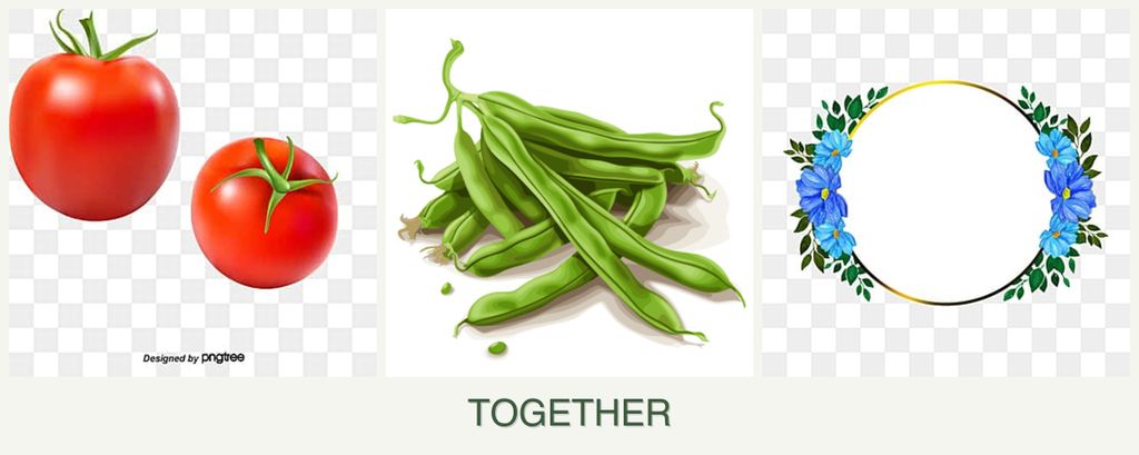 Can you plant tomatoes, beans and zinnias together?