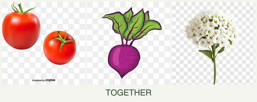 Can you plant tomatoes, beets and alyssum together?
