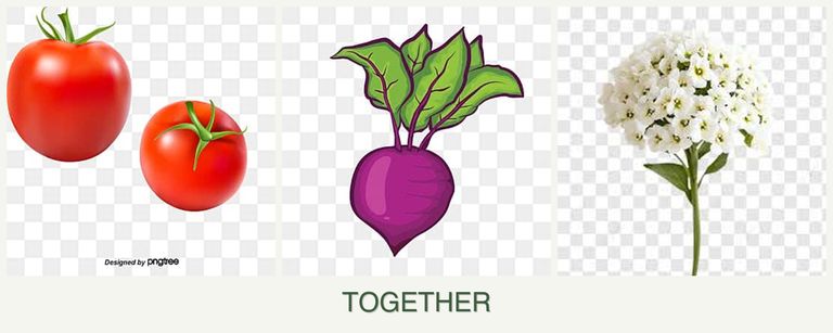 Can you plant tomatoes, beets and alyssum together?