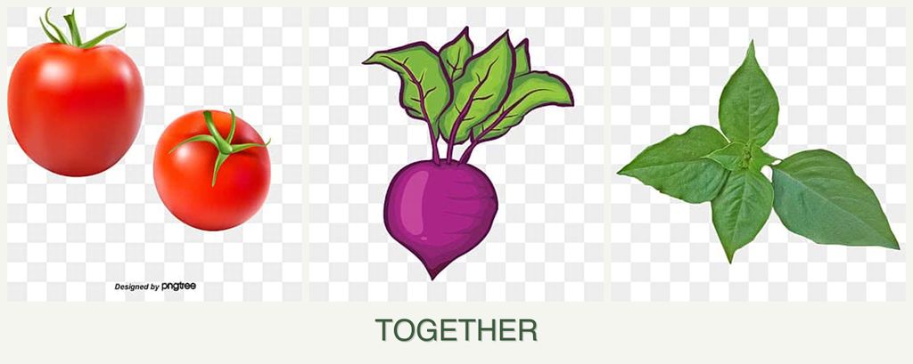 Can you plant tomatoes, beets and basil together?