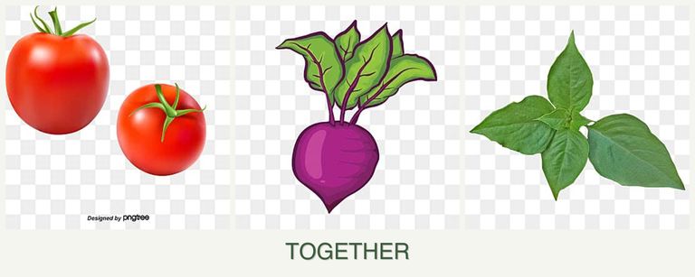 Can you plant tomatoes, beets and basil together?