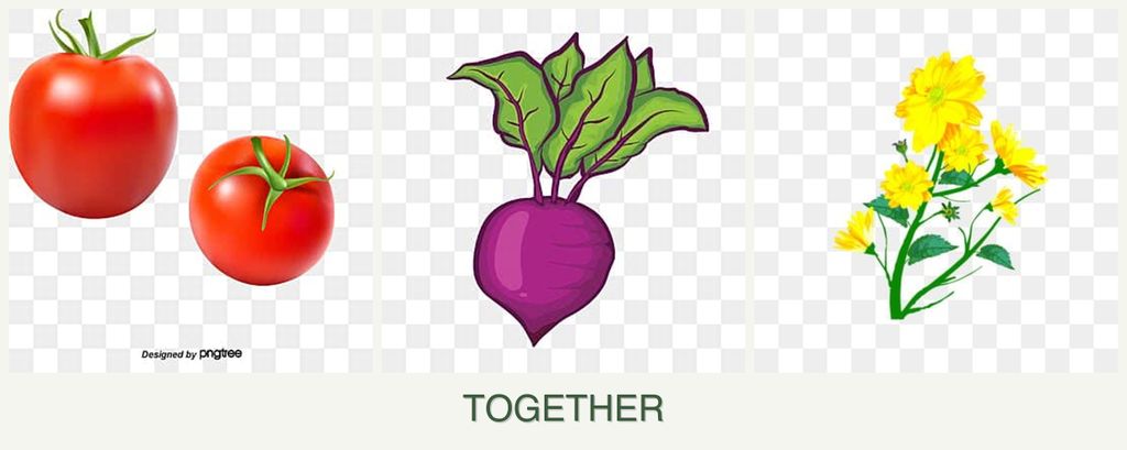 Can you plant tomatoes, beets and calendula together?