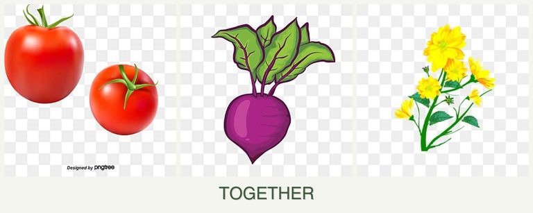 Can you plant tomatoes, beets and calendula together?