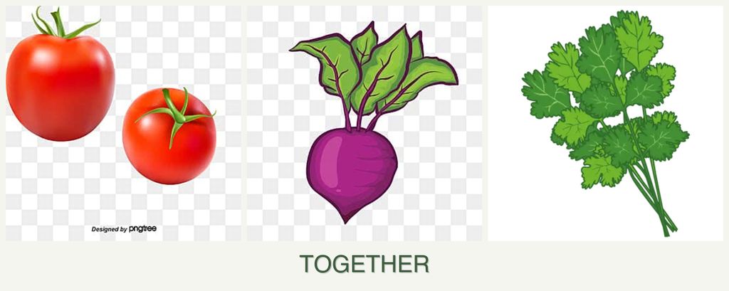 Can you plant tomatoes, beets and cilantro together?