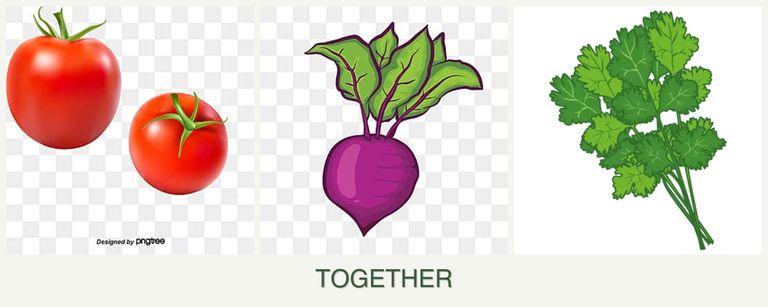 Can you plant tomatoes, beets and cilantro together?