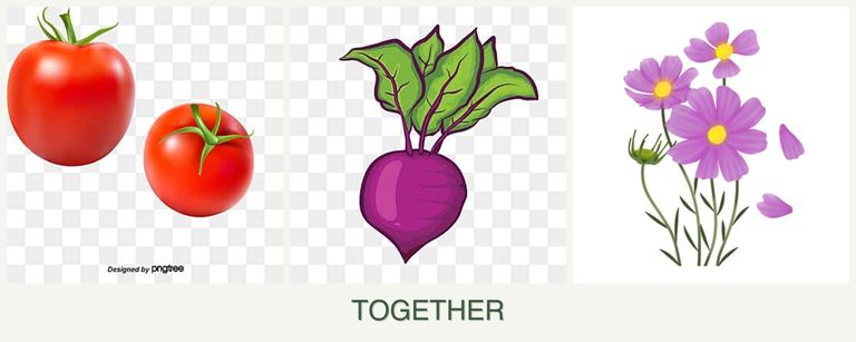 Can you plant tomatoes, beets and cosmos together?