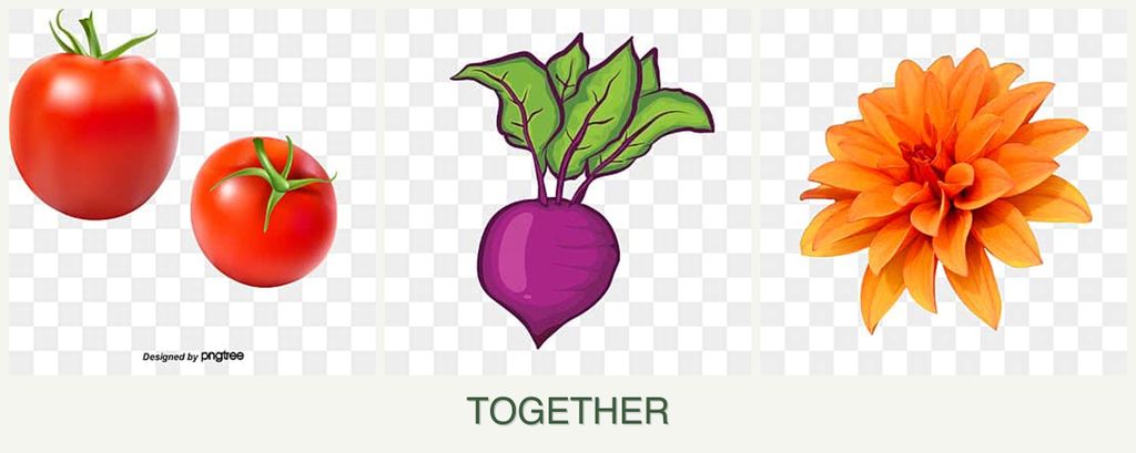 Can you plant tomatoes, beets and dahlias together?