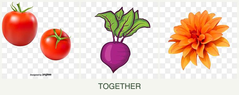 Can you plant tomatoes, beets and dahlias together?