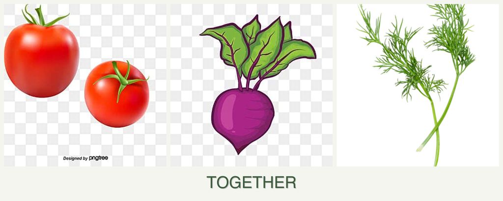 Can you plant tomatoes, beets and dill together?