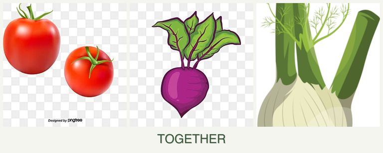 Can you plant tomatoes, beets and fennel together?