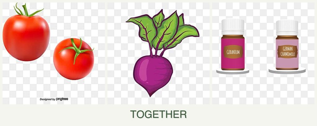 Can you plant tomatoes, beets and geraniums together?