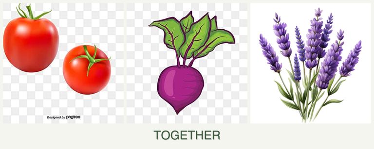 Can you plant tomatoes, beets and lavender together?