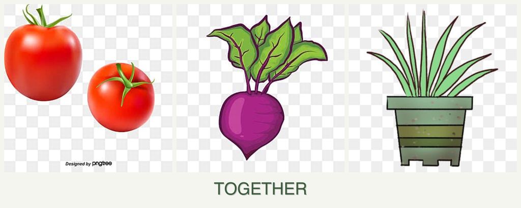 Can you plant tomatoes, beets and lemongrass together?