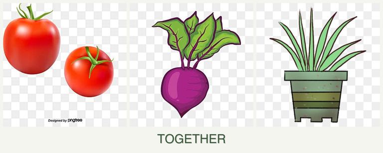 Can you plant tomatoes, beets and lemongrass together?