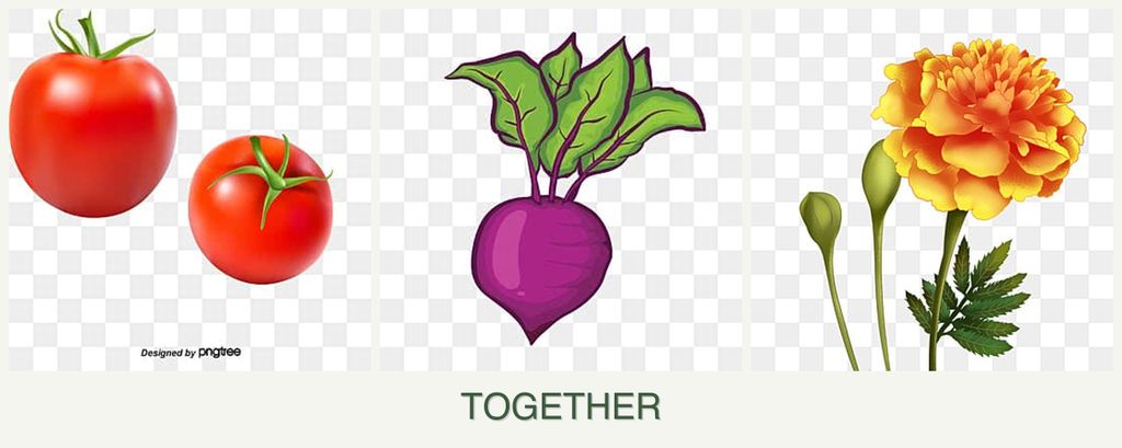 Can you plant tomatoes, beets and marigolds together?