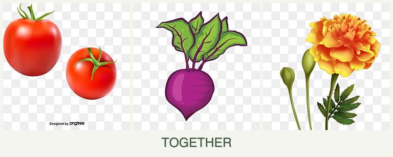 Can you plant tomatoes, beets and marigolds together?