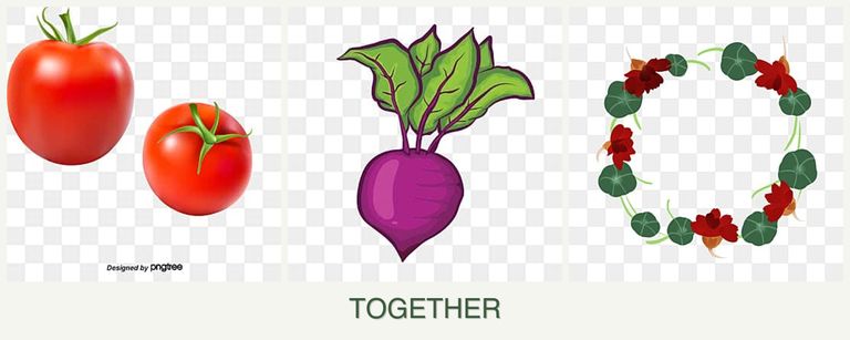 Can you plant tomatoes, beets and nasturtiums together?