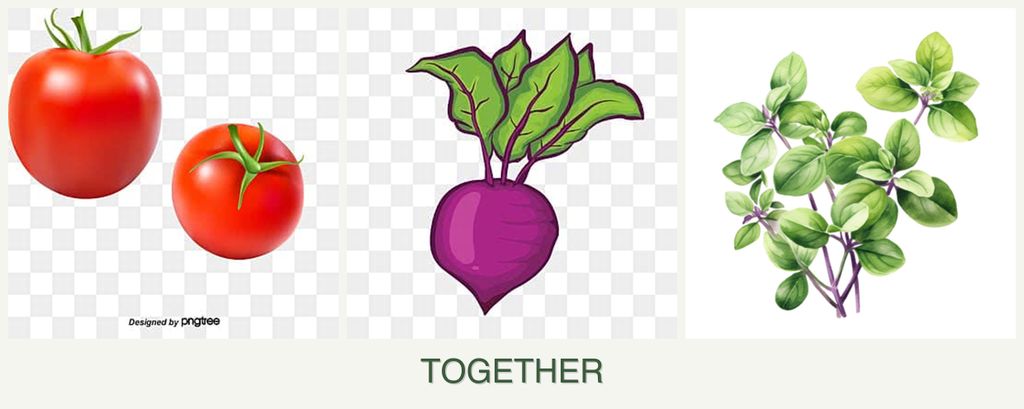 Can you plant tomatoes, beets and oregano together?