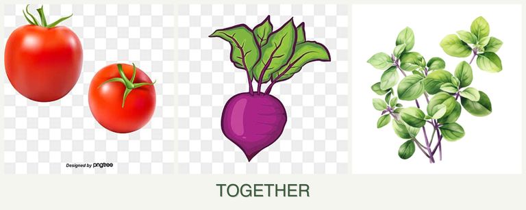 Can you plant tomatoes, beets and oregano together?