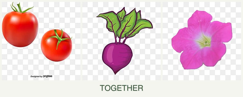 Can you plant tomatoes, beets and petunias together?