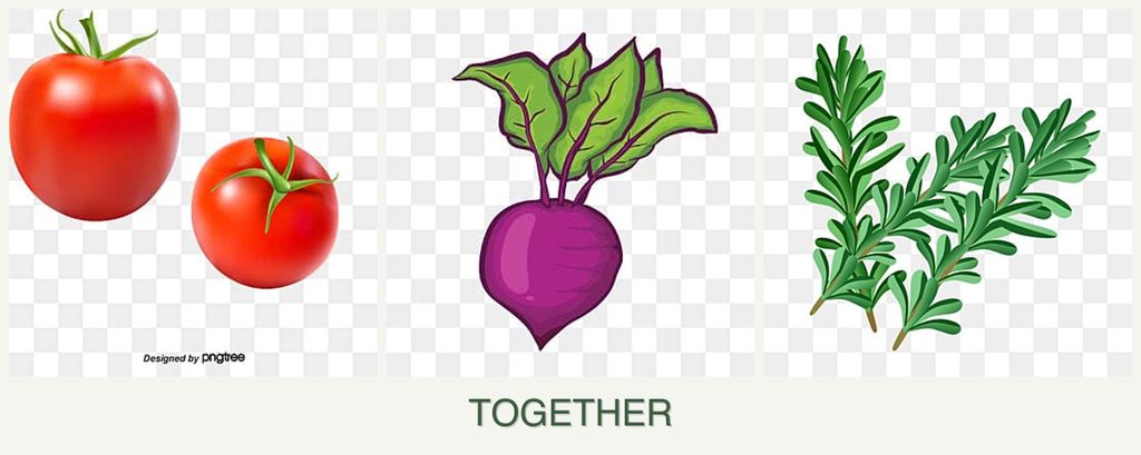 Can you plant tomatoes, beets and rosemary together?