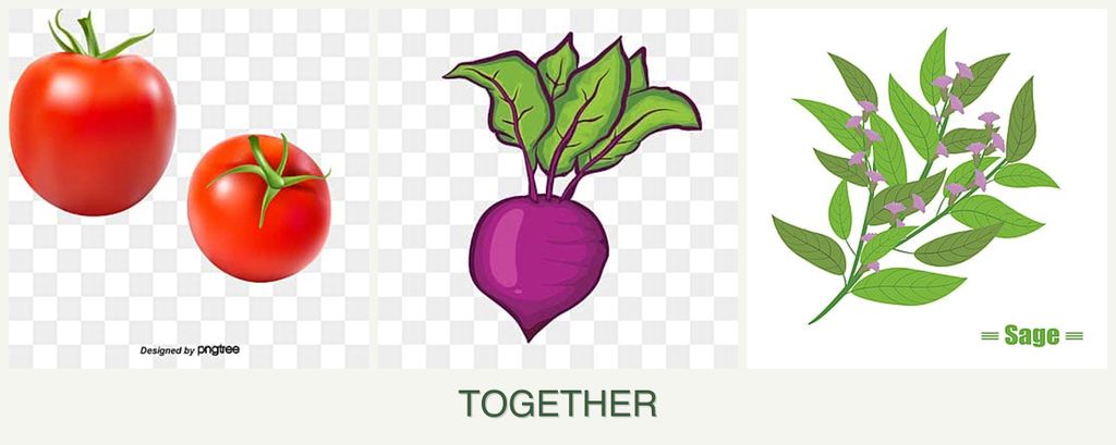 Can you plant tomatoes, beets and sage together?