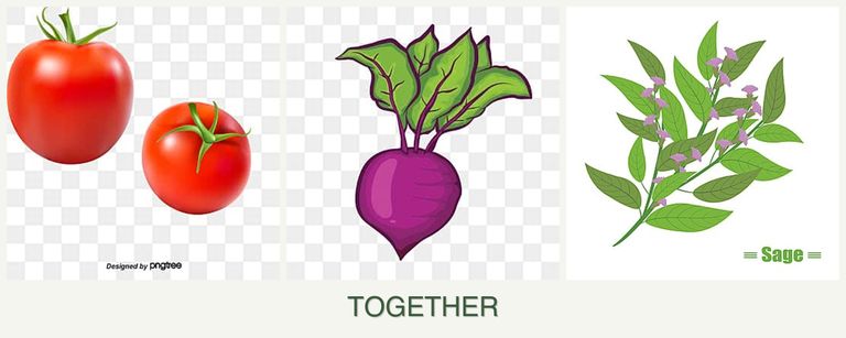 Can you plant tomatoes, beets and sage together?