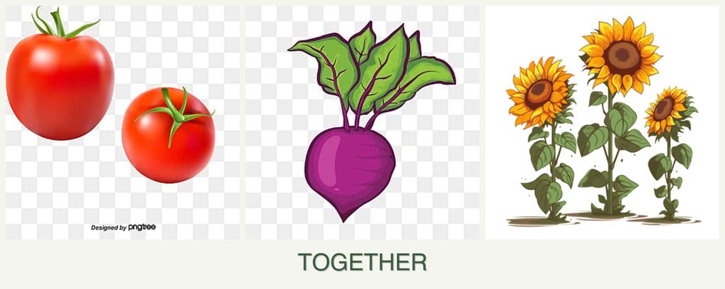 Can you plant tomatoes, beets and sunflowers together?