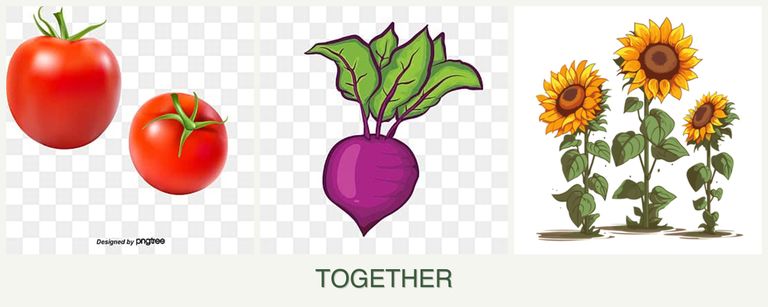 Can you plant tomatoes, beets and sunflowers together?