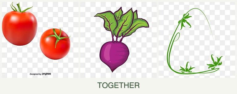 Can you plant tomatoes, beets and tarragon together?
