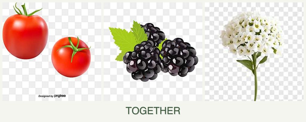 Can you plant tomatoes, blackberries and alyssum together?