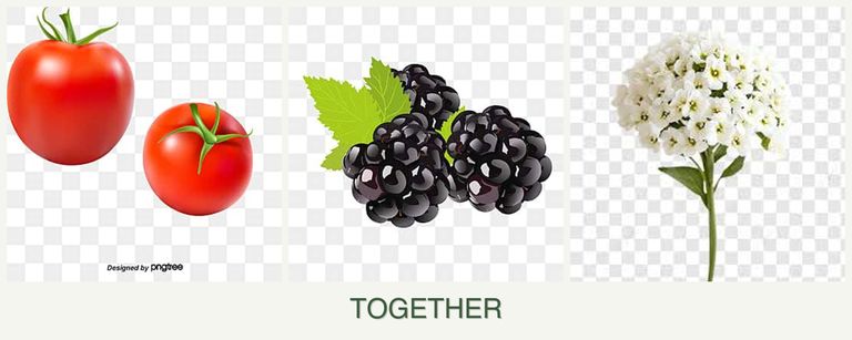 Can you plant tomatoes, blackberries and alyssum together?